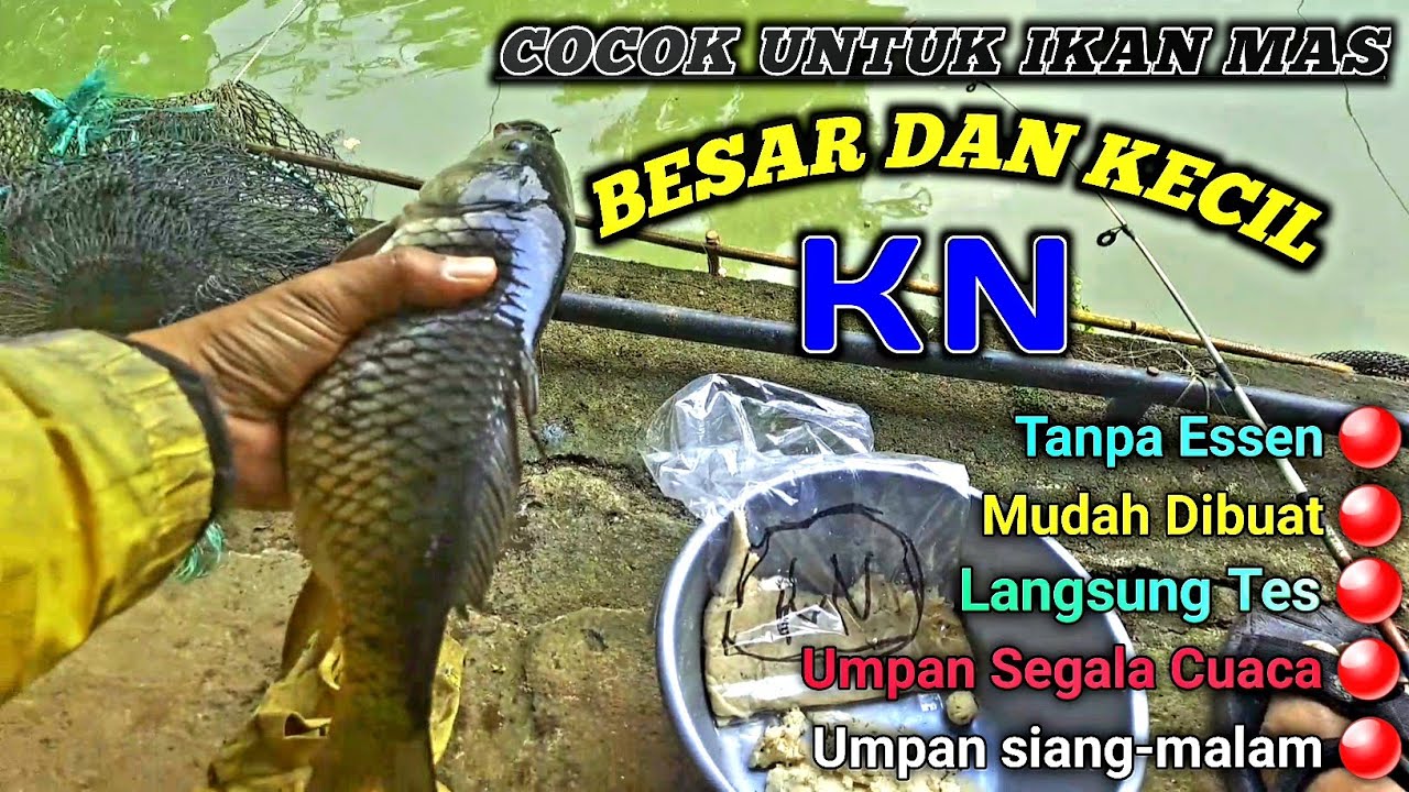 🔴 TOLONG... || UMPAN INI COCOK UMPAN IKAN MAS BESAR DAN KECIL