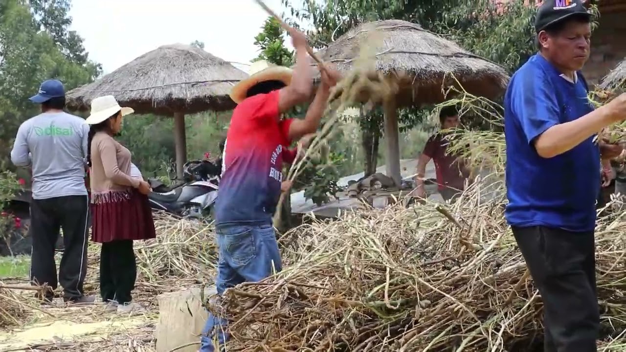 Un Alimento del futuro 😲/ Cosechando Tarwi o Chocho