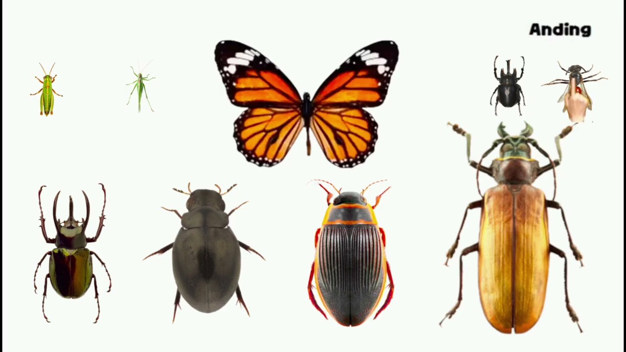 Anding: Flightless Insects - Picture Play