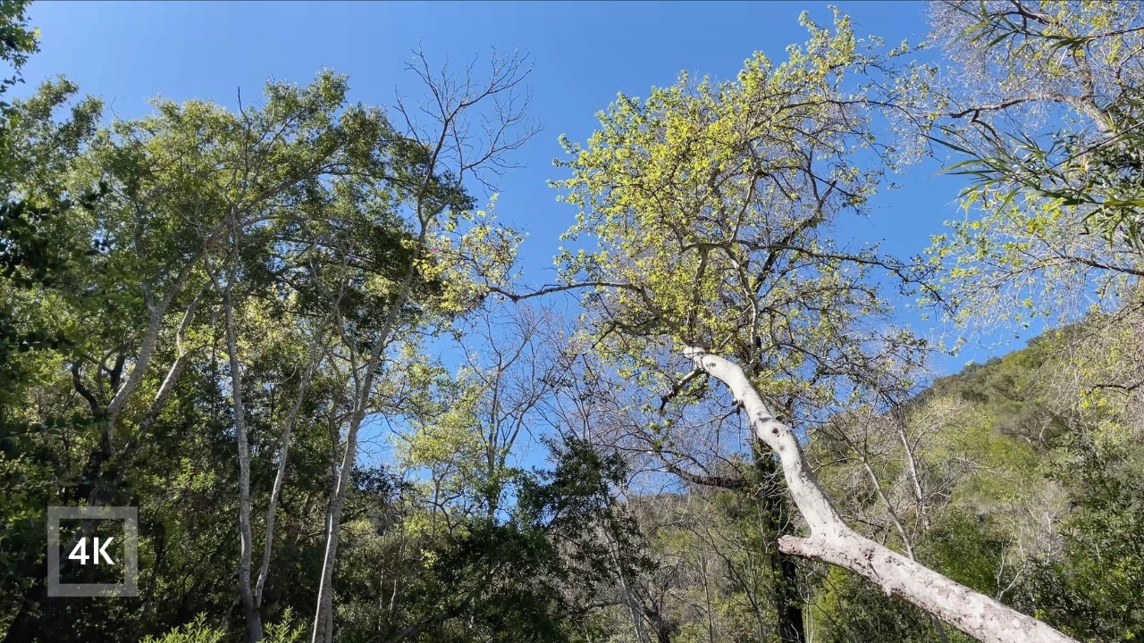 Gentle Wind in Trees | Birdsong | Forest Ambience 4K