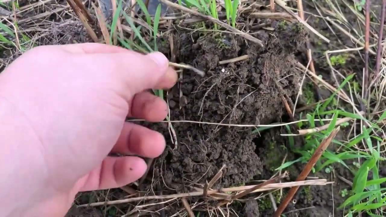 Ziemas kvie&scaron;i sēti pēc griķiem ar Weaving GD - 13.11.2022