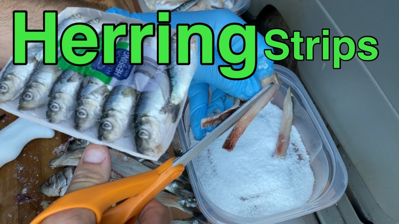 (How To) Herring strips for Silver Horde Ace Hi fly For Salmon Fishing