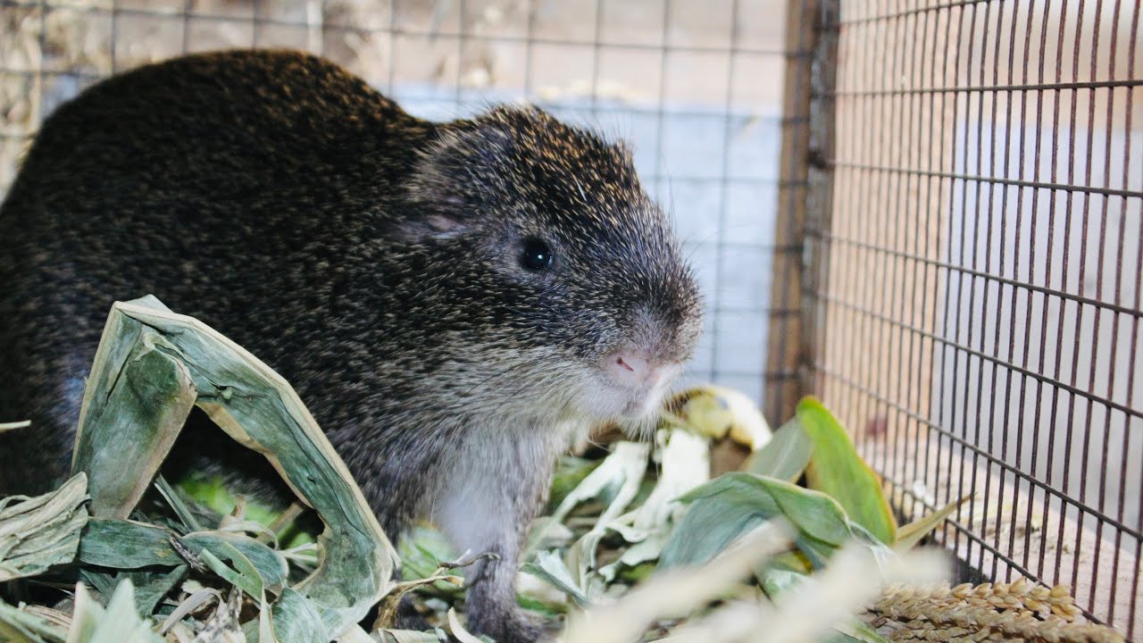 Как ухаживать за газонокосилками во время сезона харматана #charlesfarmingproject