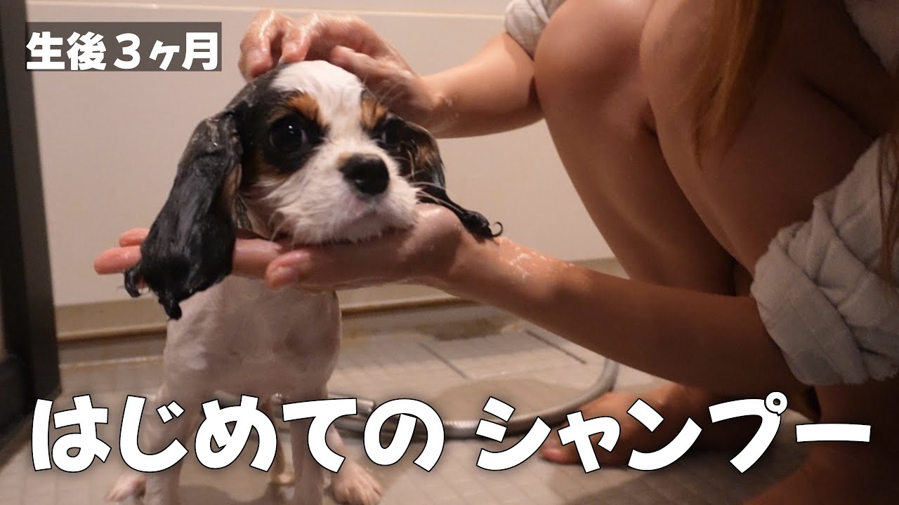 子犬お迎え後はじめてのシャンプーに挑戦‼︎【キャバリアキングチャールズスパニエル】