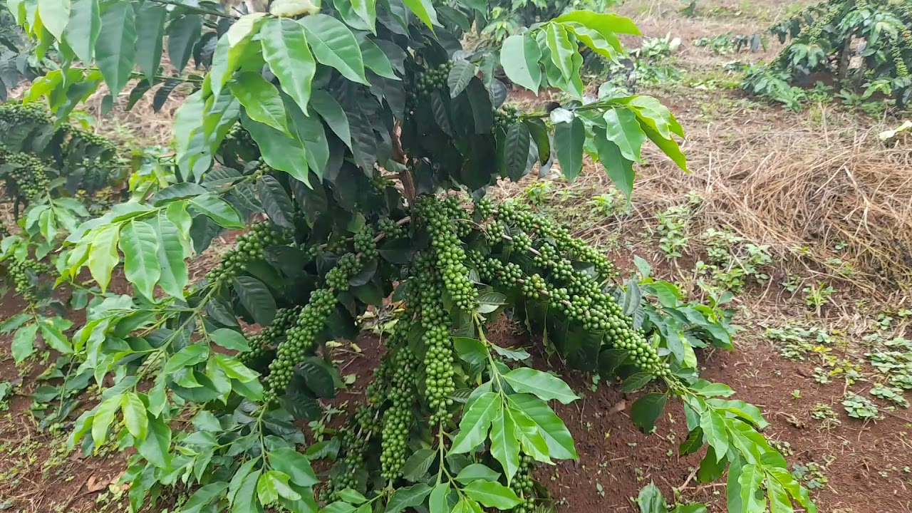 kebun kopi arabica P88 #arabicacoffee