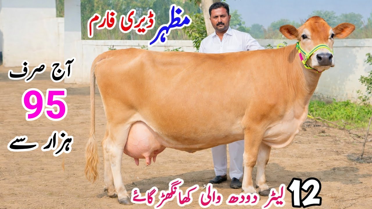 Mazhar Dairy Farm | jersey Cows for sale in Punjab | Khngher Cow for sale 