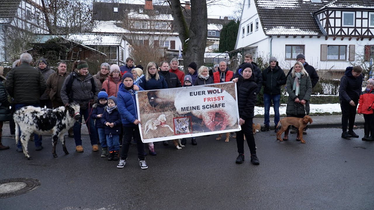 Der Wolf in SONTRA: Anwohner machen ihrem ÄRGER Luft