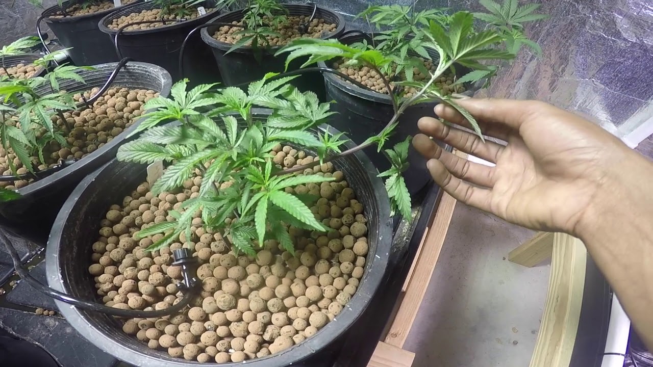 Hempnomad week 2 VEG WALK THRU Elite Nutrients
