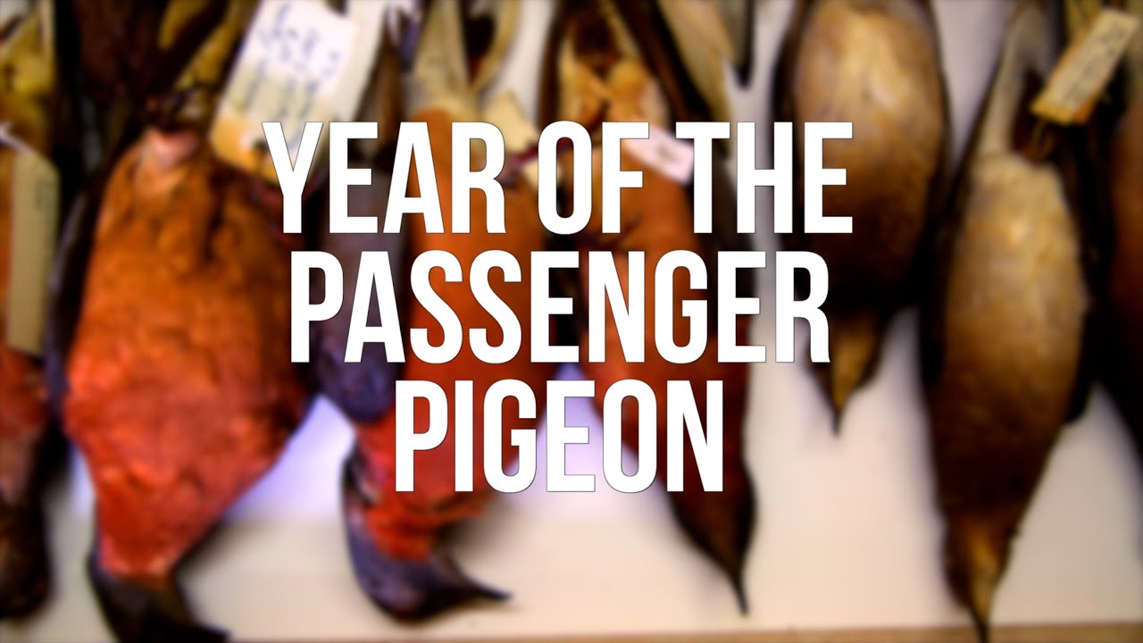 Year of the Passenger Pigeon