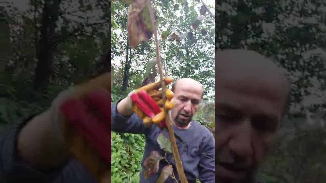 FİDANIMI KİMKESTİ PART4