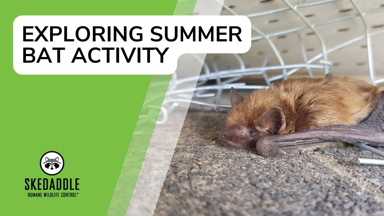 Exploring Summer Bat Activity With Skedaddle Humane Wildlife Control