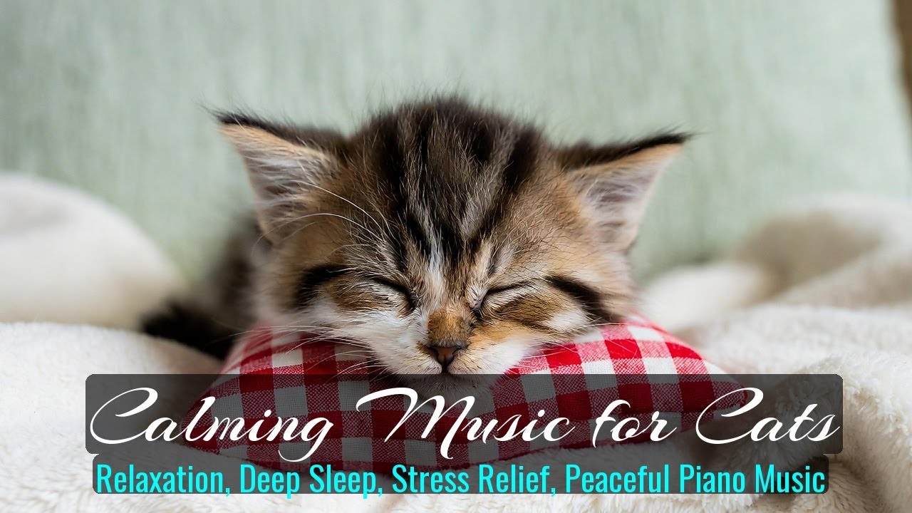 Calming Music for Cats - Relaxation, Deep Sleep, Stress Relief, Peaceful Piano Music | Season 59