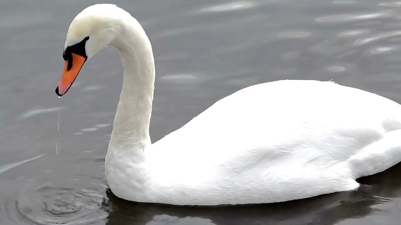 ਮਾਂ ਦੀ ਤਾਕਤ