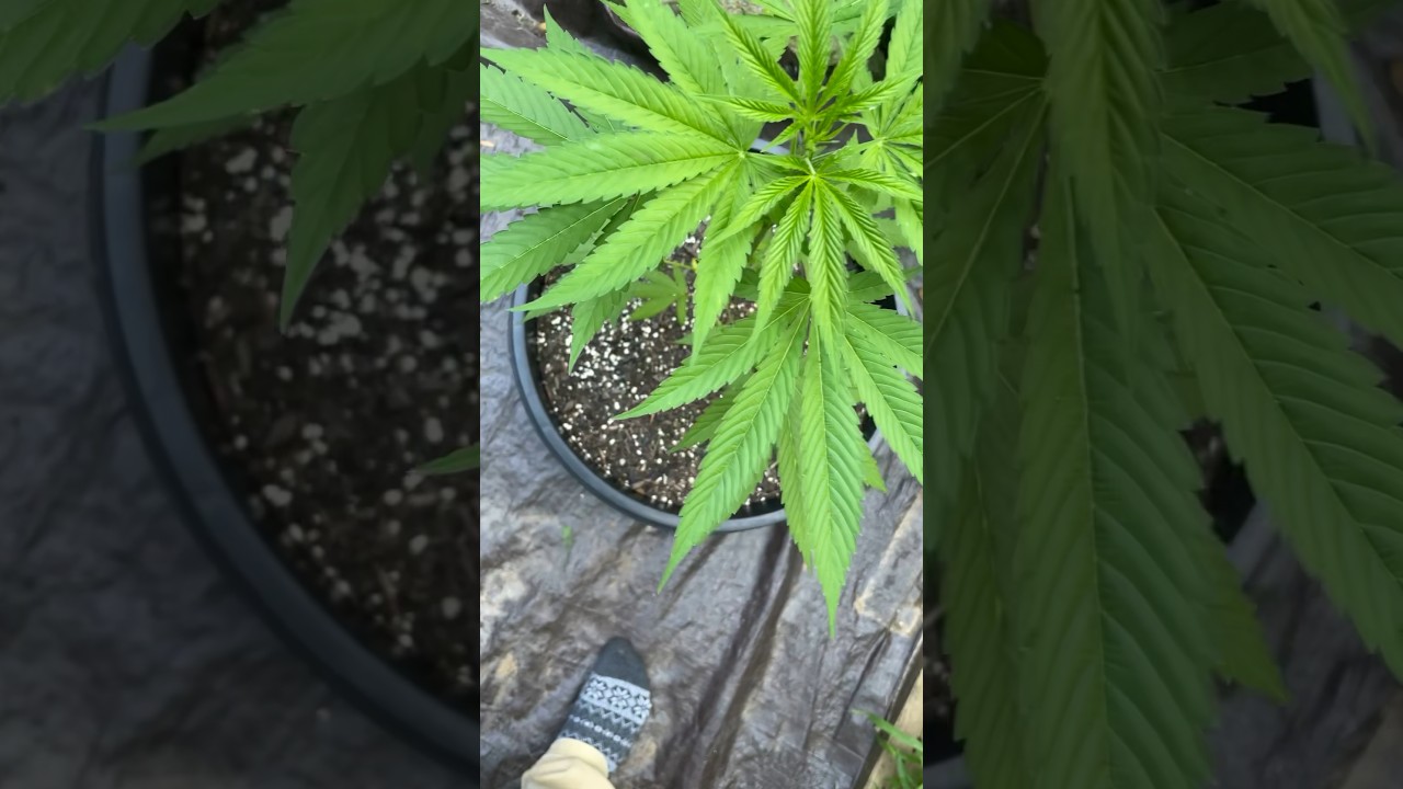 Cannabis crops Hybrid strain
