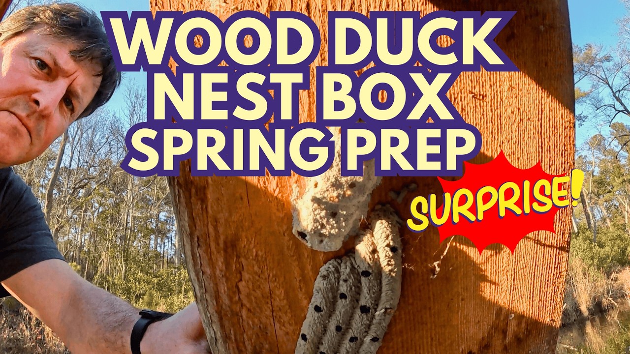 Look What I Found in My Wood Duck Nest Box! + Peggy Martin Rose Pruning