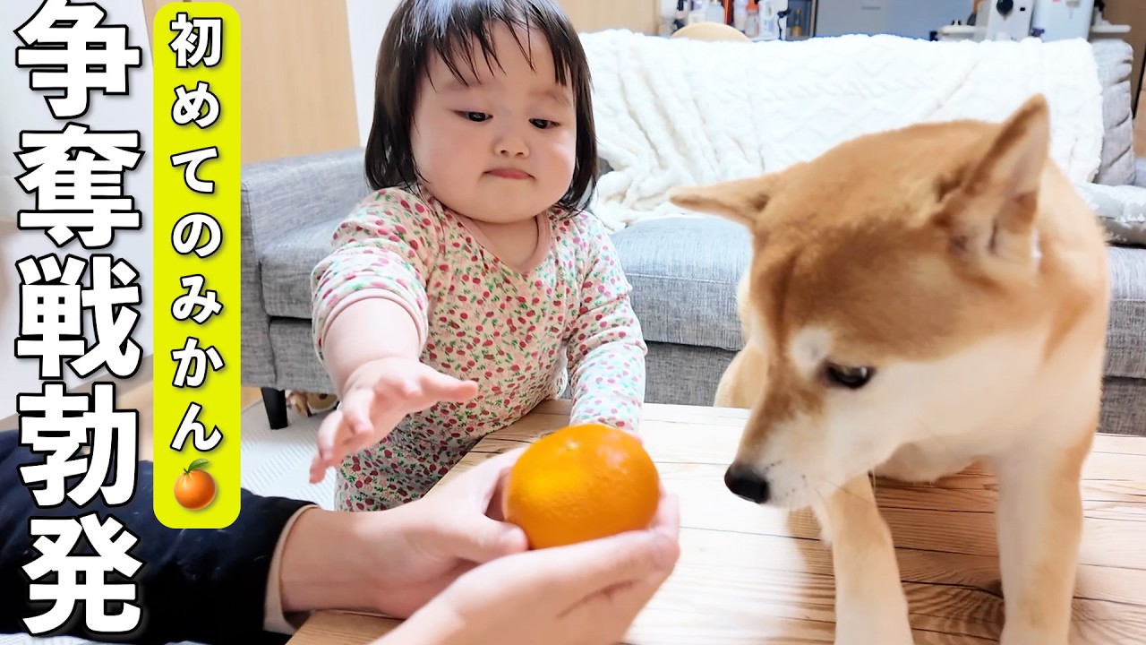 みかんを食べようとしたら1歳娘と柴犬の争奪戦に巻き込まれましたwww