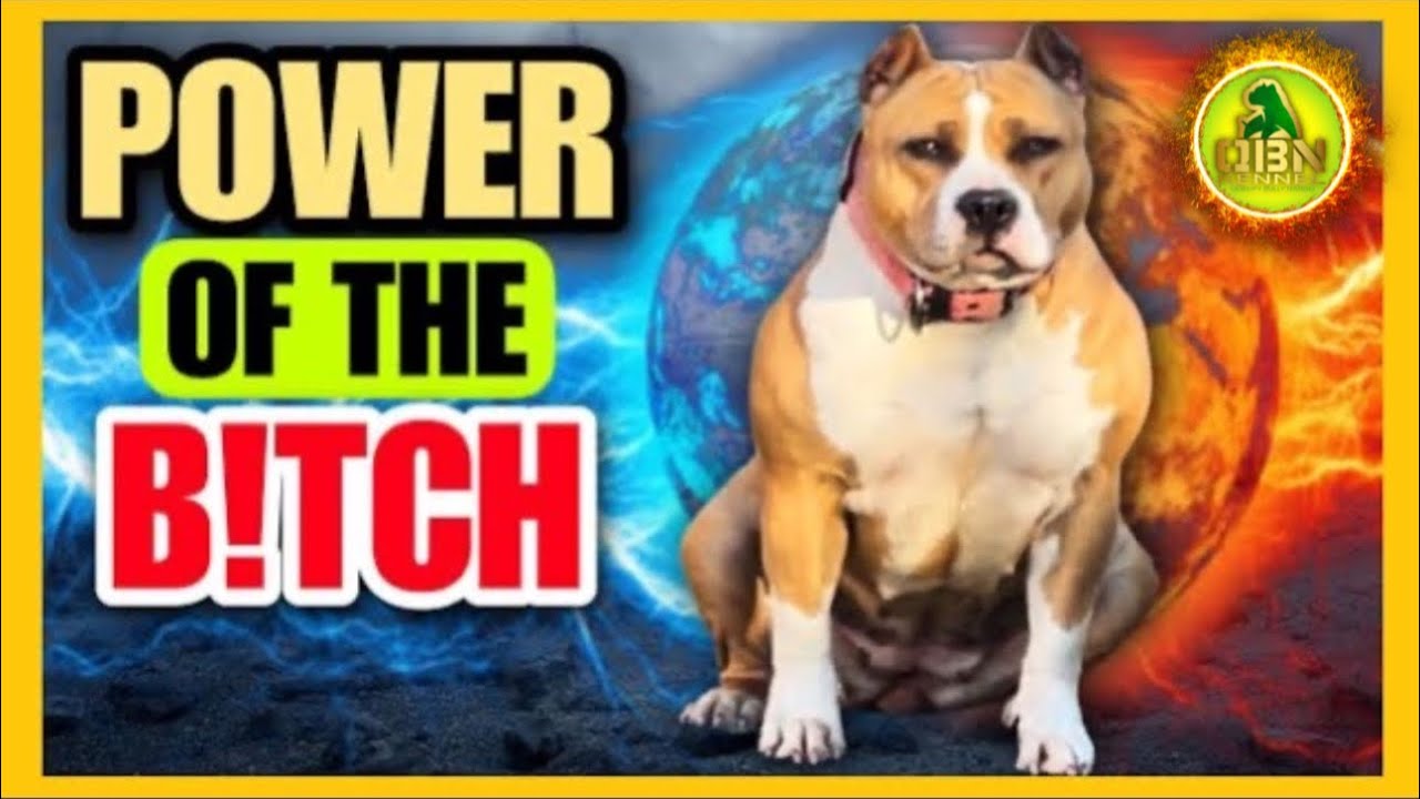 Starting Your Kennel (Dog Breeding 101)