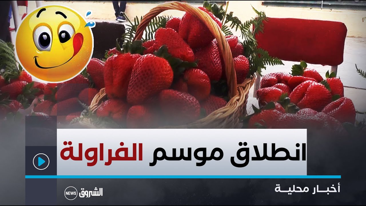 #جيجل| انطلاق موسم الفراولة مبكرا مقارنة بالسنوات الماضية 😍💪🇩🇿