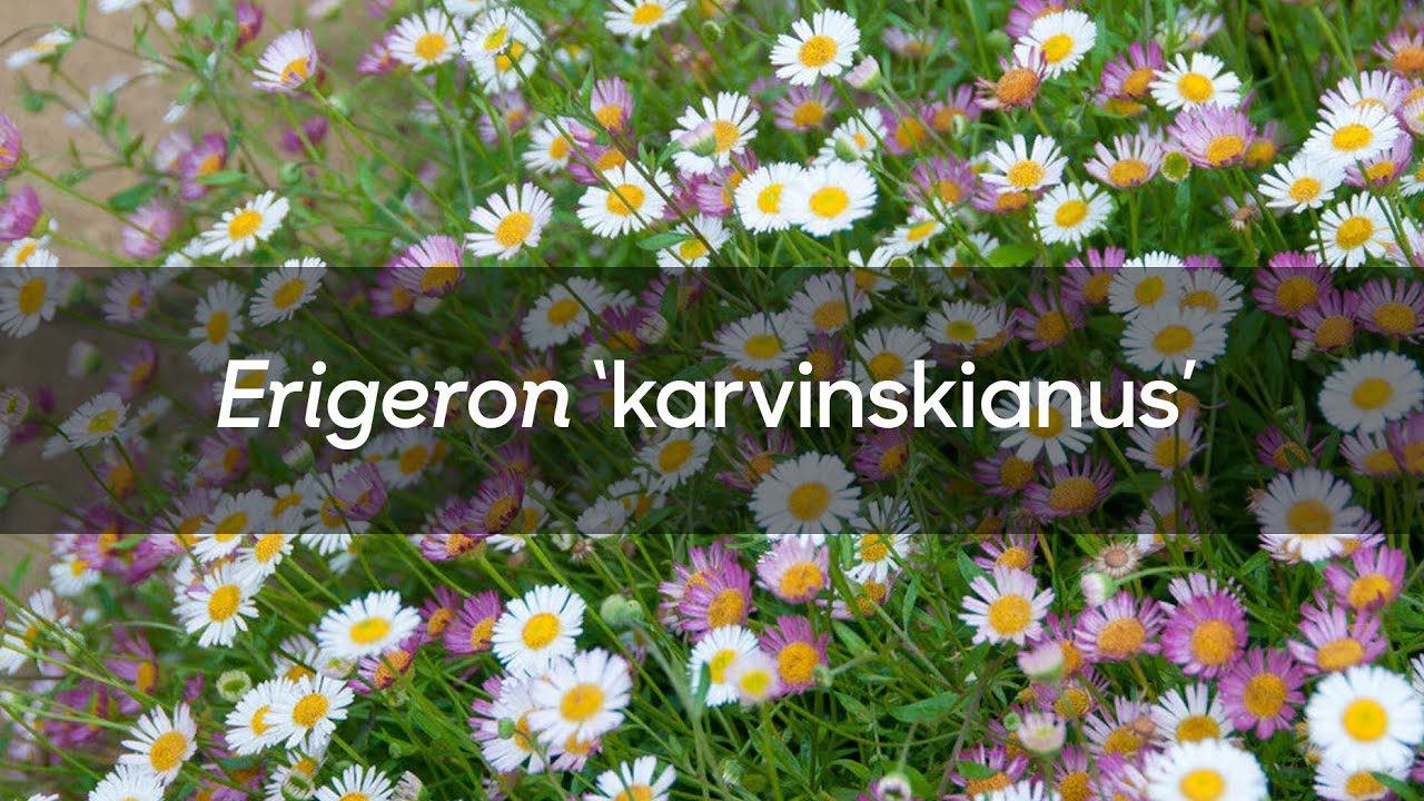 Erigeron karvinskianus (Mexican fleabane) - FarmerGracy.co.uk