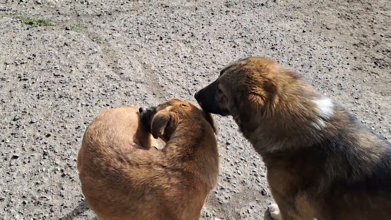 ВЫ Людишечки Как-то раз Вы посмотрите пожалуйста это Видео возможно Вы Поймёте что Вы соучастники 