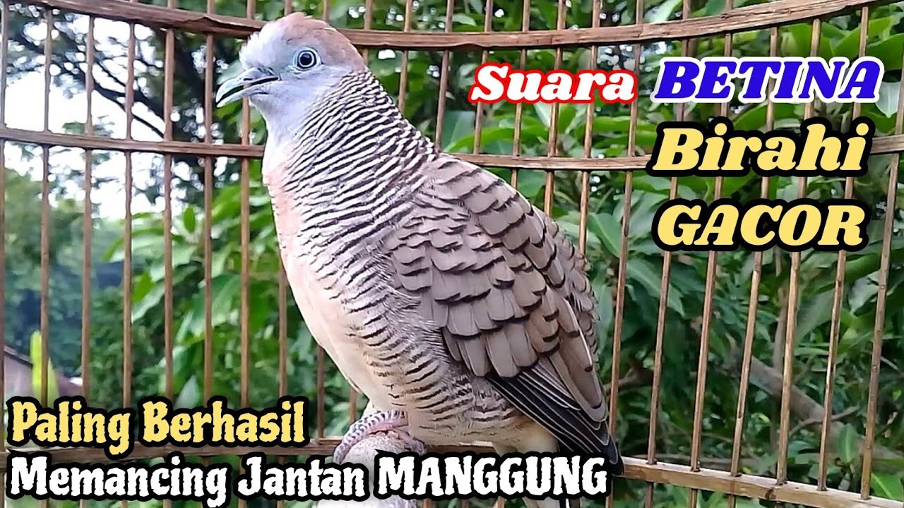 Perkutut Betina Memanggil Jantan - suara PALING BERHASIL memancing Perkutut Jantan Langsung MANGGUNG