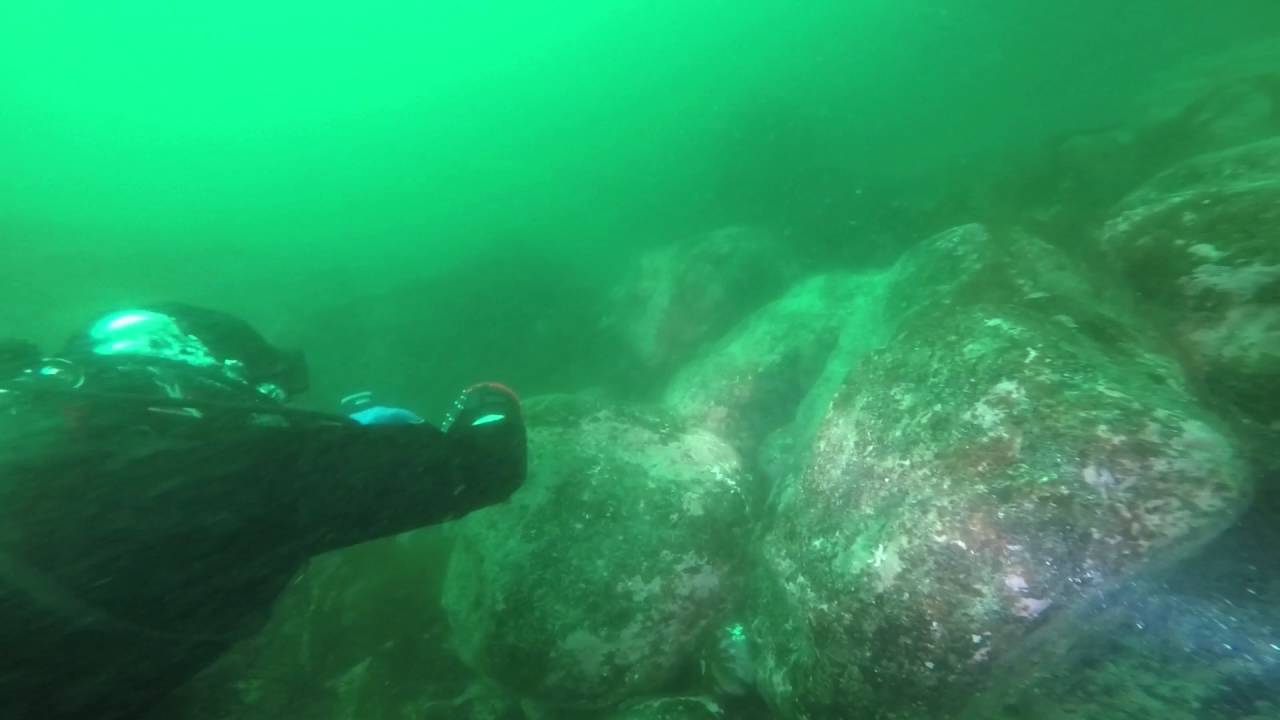 Diving in Rosehearty 2016.04.20