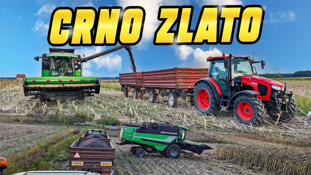 Spašava sezonu – Suncokret jedina kultura s profitom | Žetva suncokreta 2025