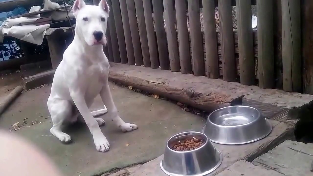 5 months old Dogo Argentino puppy - Waiting for command to eat