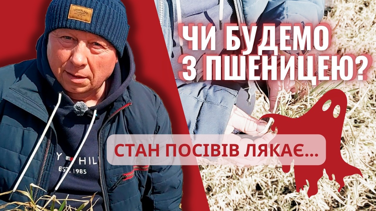 😱В КОГО ЗАГИНУЛА ОЗИМА ПШЕНИЦЯ🌾? Огляд полів.
