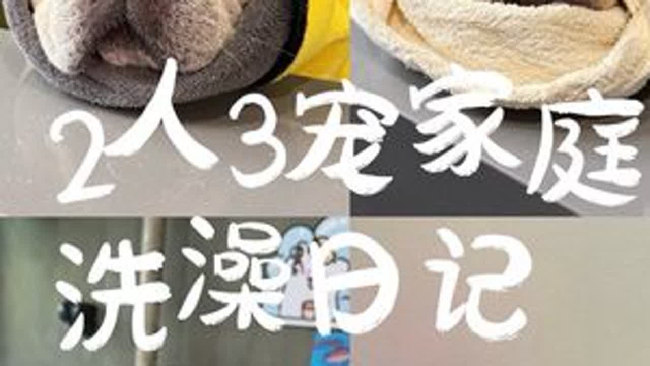 vlog065｜🛁赶在2025的尾巴给小狗们洗香香啦🫧#法斗 #日常vlog