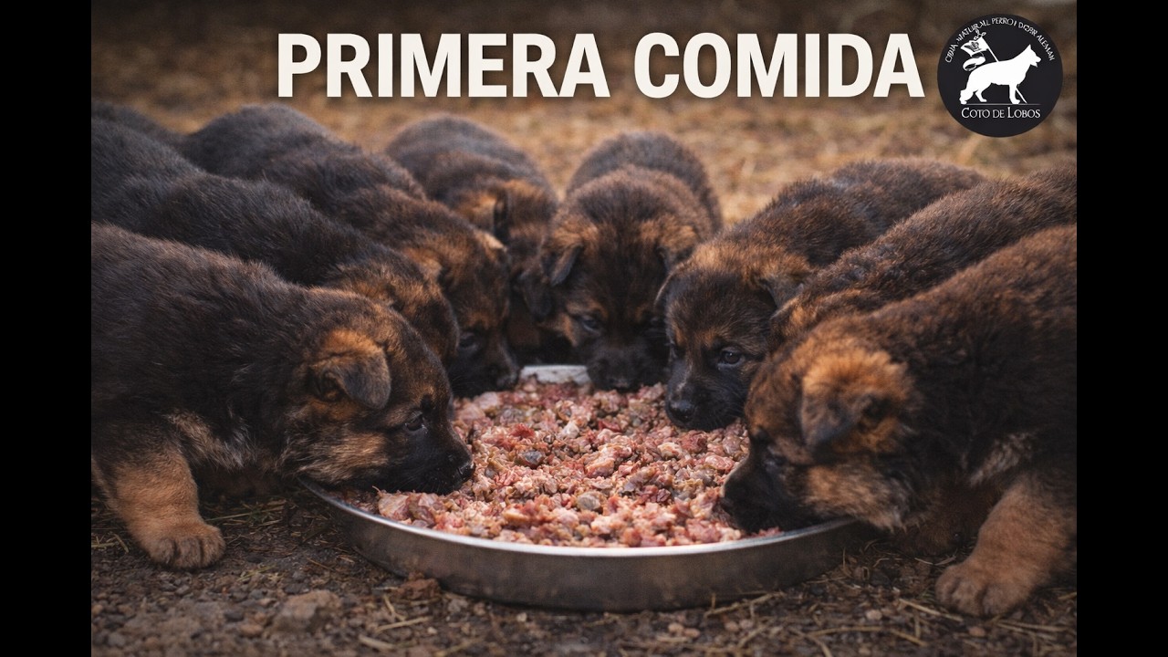 Cachorros Pastor Alemán Primer Comida Solida en Coto de Lobos