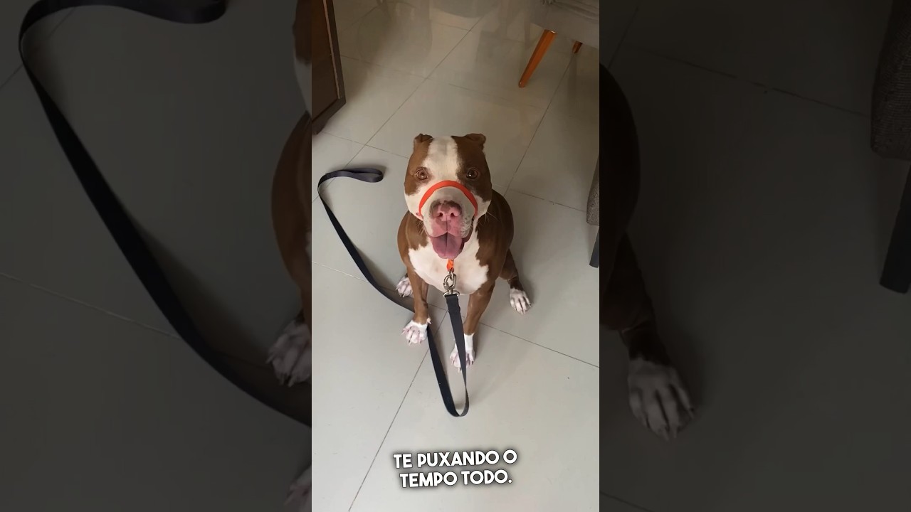 Essa coleira faz qualquer c&atilde;o parar de puxar #shorts