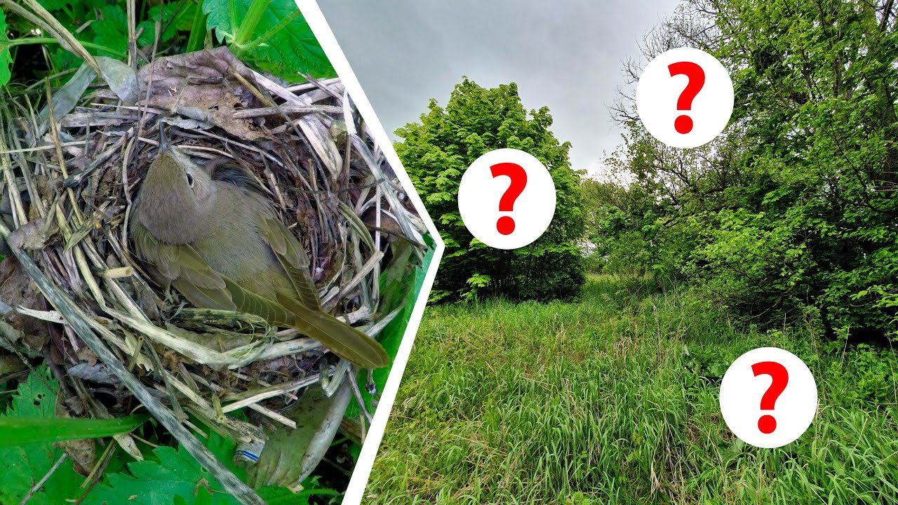 Где гнездится соловей? На земле, в кустах или на дереве?