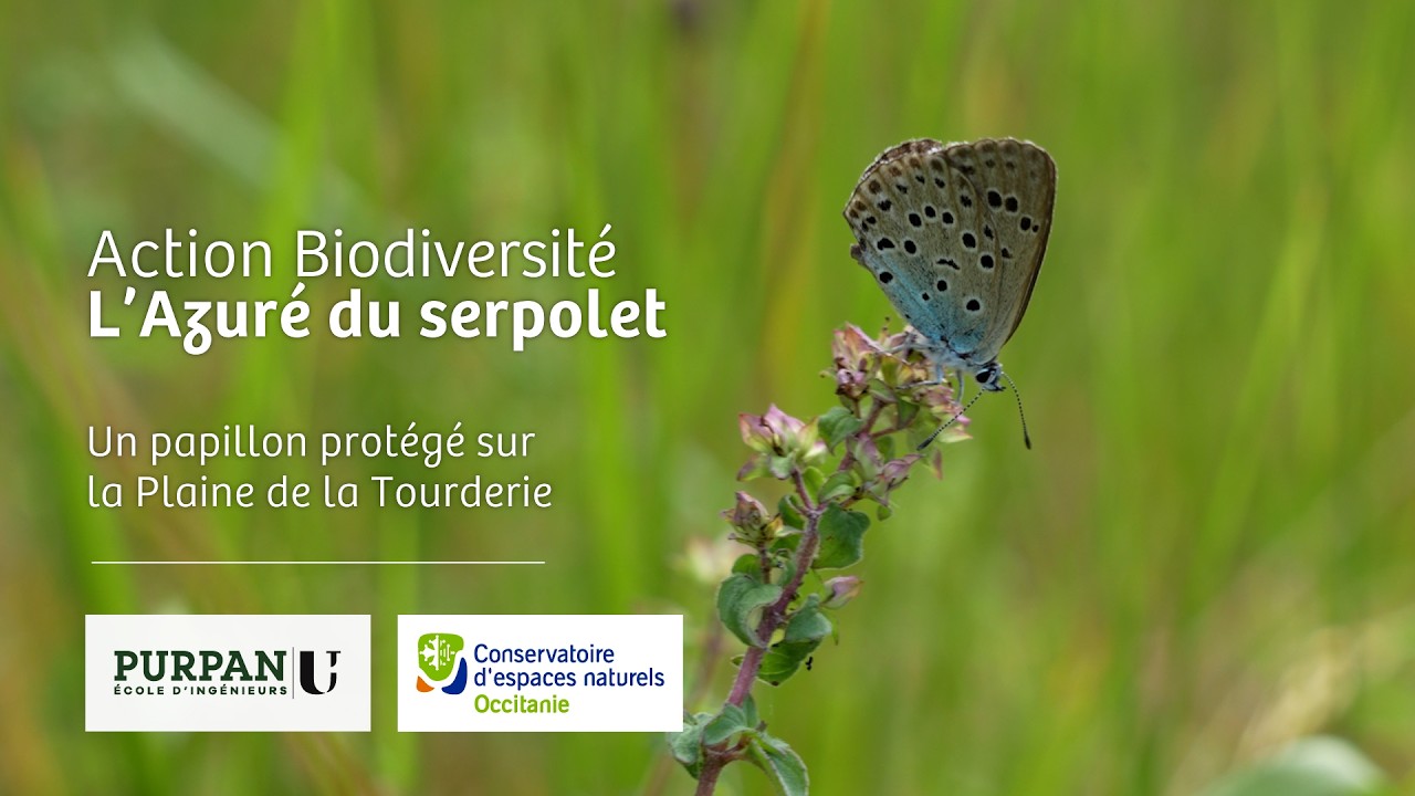Action Biodiversité : L'Azuré du serpolet un papillon protégé sur la Plaine de la Tourderie