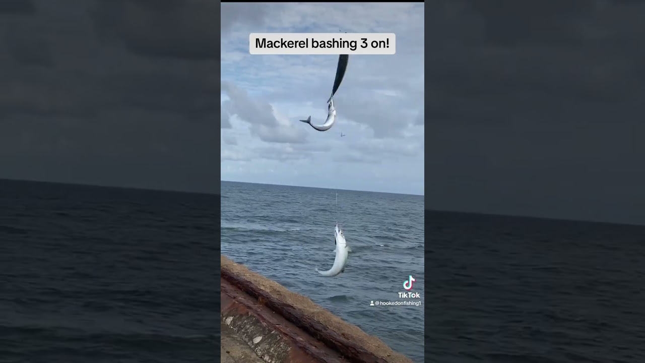 Mackerel bashing part 2 - South Shields pier! #fishing #mackerel #shorts
