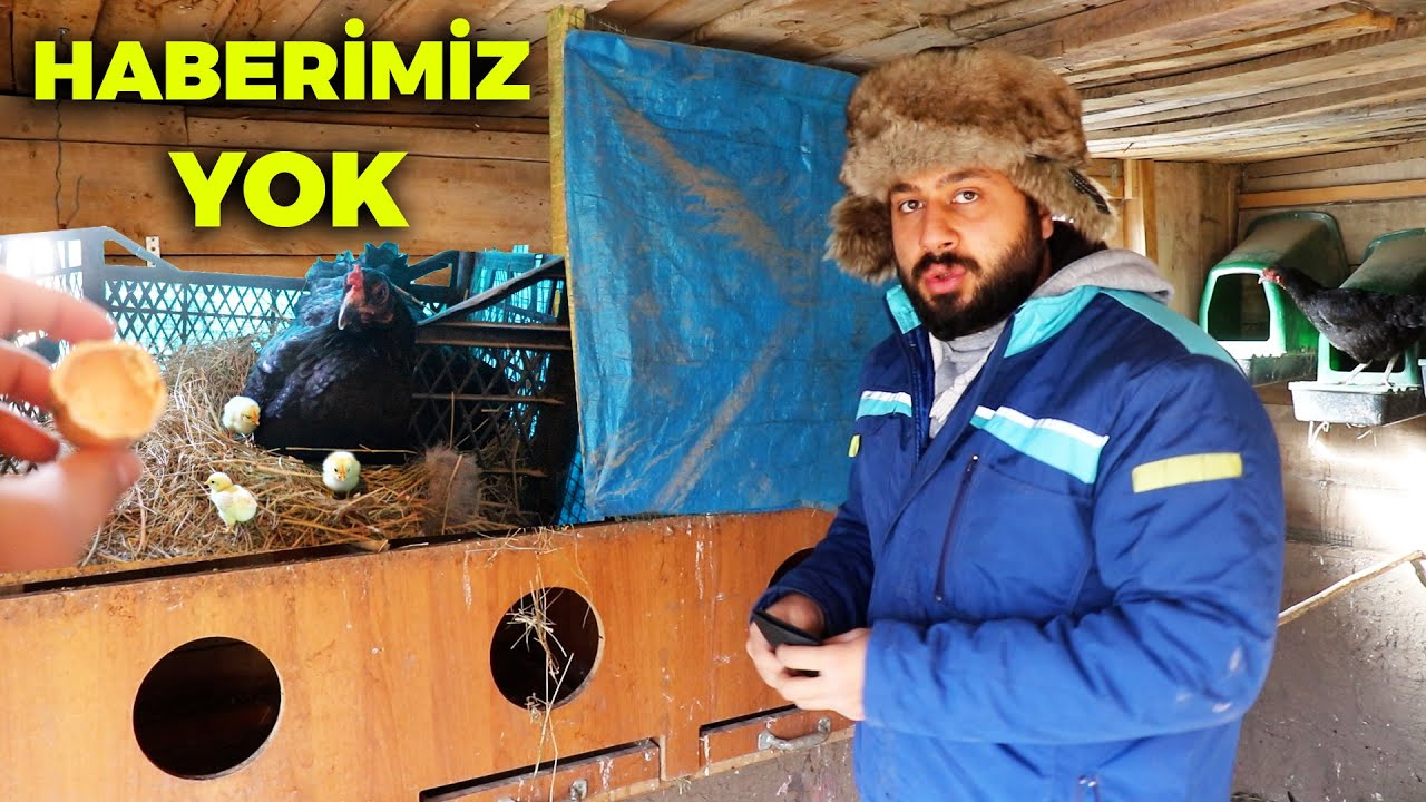 Птенцы вылупились, новостей нет - Тайник с яйцами - Фермерские работы - Бродячие цыплята - Сбор яиц