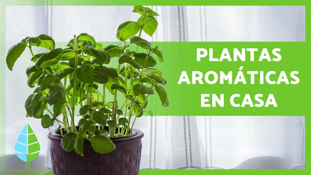 +10 PLANTAS AROM&Aacute;TICAS de INTERIOR 🌿(Usos y Cuidados)
