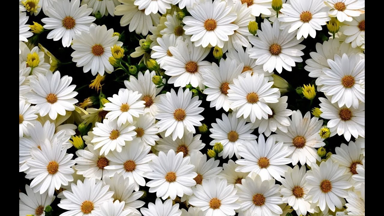 Аппарат для изготовления гидролатов в домашних условиях своими руками.