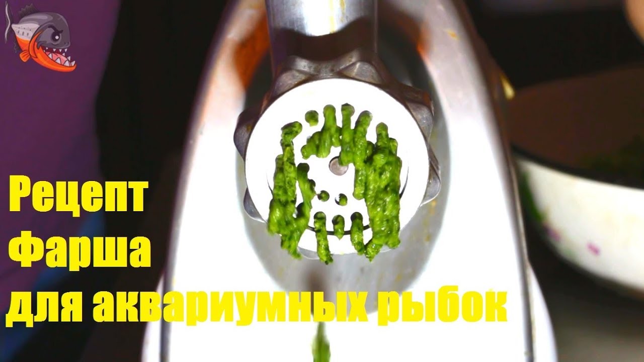Корм для рыбок своими руками