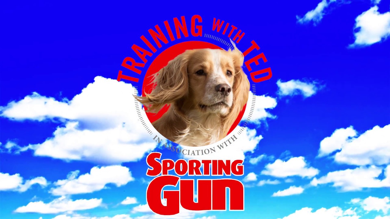 Gundog Training - 