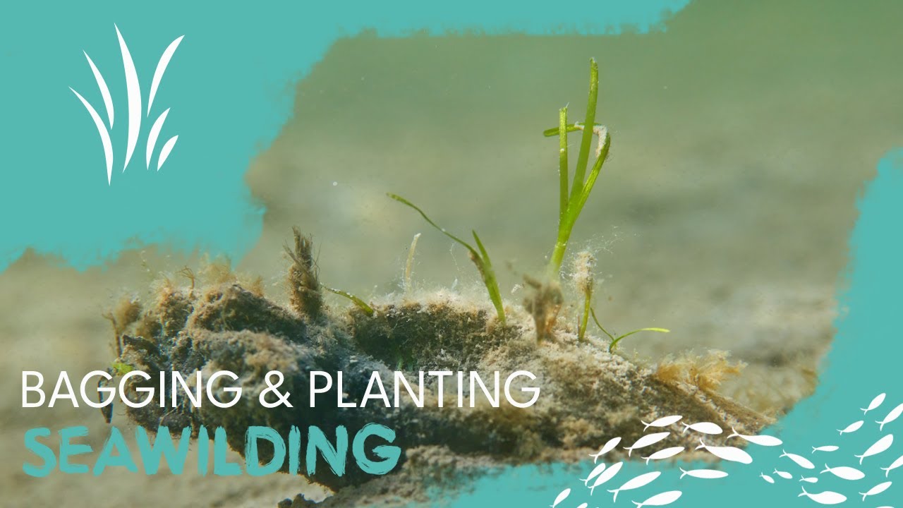 Bagging & Planting - seagrass restoration video 04