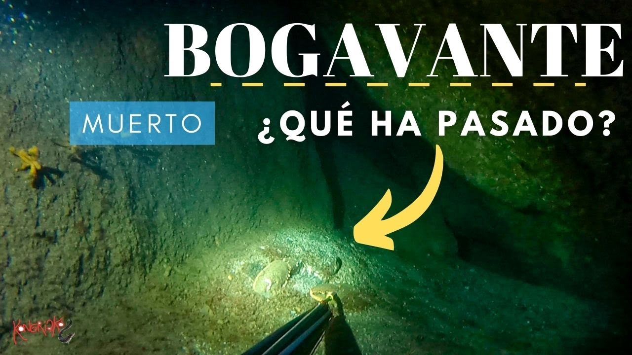 ⛔BOGAVANTE MUERTO🦀 LOCURA de AÑO [Producción Masiva de MICROALGAS & EUTROFIZACIÓN]✅ PESCA SUBMARINA