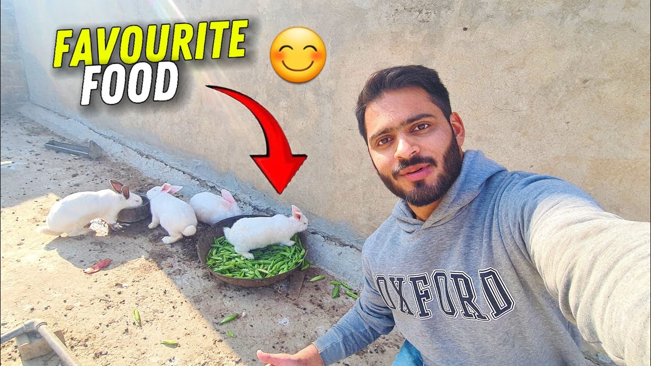New Zealand white rabbits ko kia khelana chayai 😁 New Zealand white ka favourite food kon sa hai 🤔