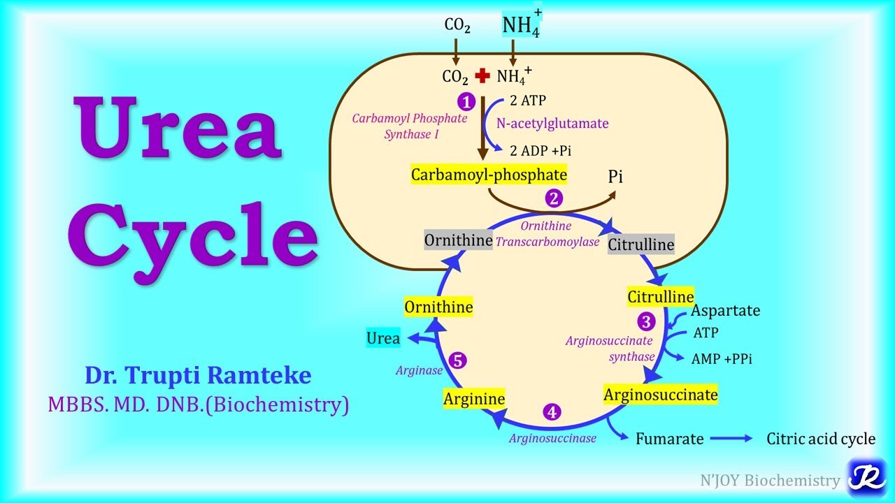 5: Urea Cycle | Amino Acid Metabolism | Biochemistry | N'JOY Biochemistry