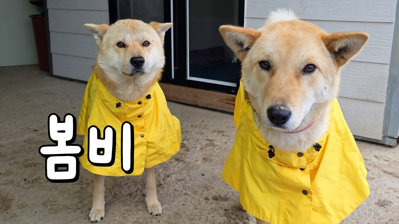 누가 삼용이 눈치줬어