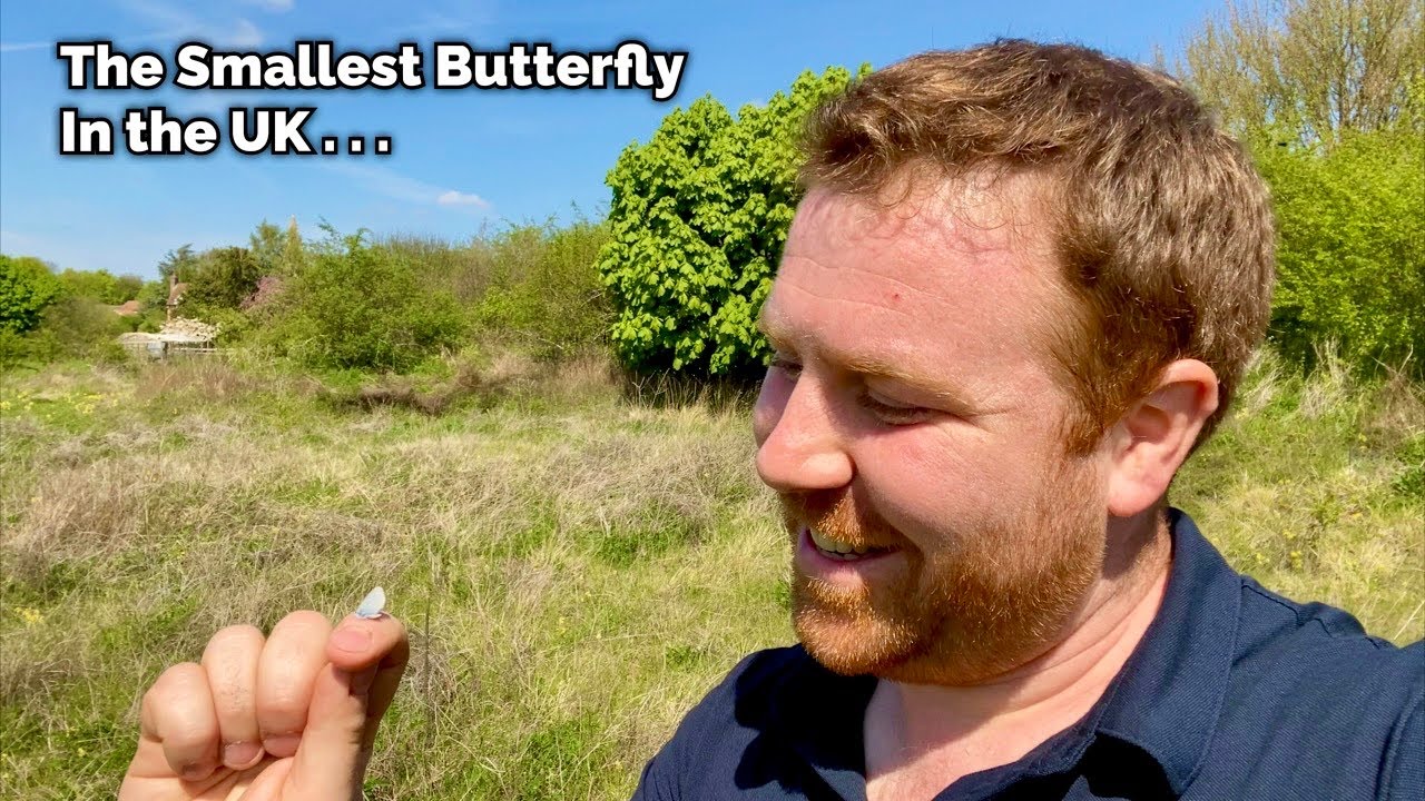 The Smallest Butterfly in The UK - The Small Blue
