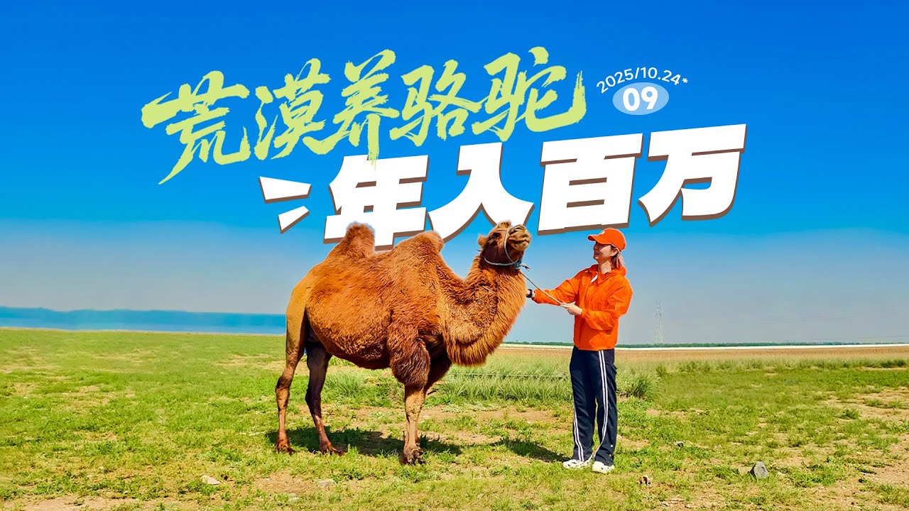横穿中国内蒙古，探寻荒漠草原养骆驼年入百万的秘密