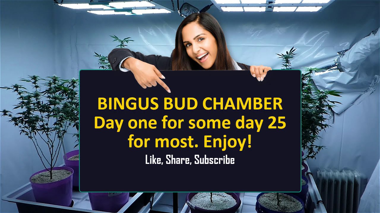 Bingus Bud Chamber Day 25