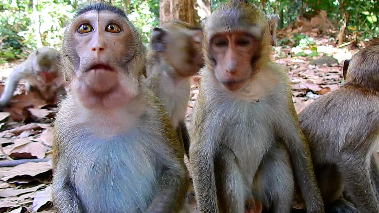 Wao! Monkey AMELIA Is So Clever Sitting In Front Of Friends To Get Food So fast | @IShowMonkeyTV