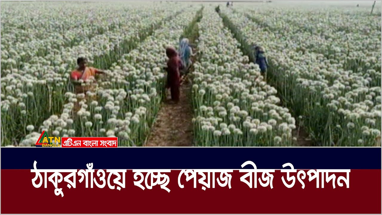 ঠাকুরগাঁওয়ে বানিজ্যিক ভাবে শুরু হয়েছে পেয়াজ বীজের উৎপাদন। Onion Seed | Thakurgaon | ATN Bangla News
